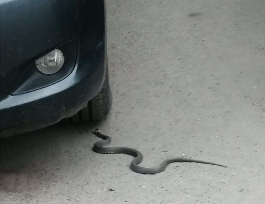 Опасность возле автомобилей! Кузбасский город заполонили змеи