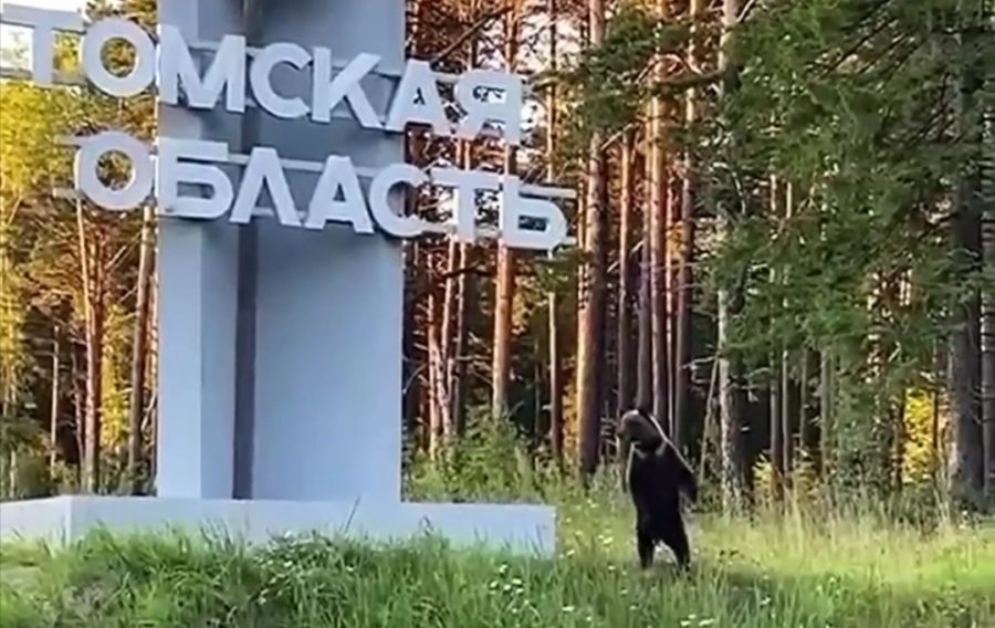 В Сибири у стелы области огромный медведь приветствовал путешественников