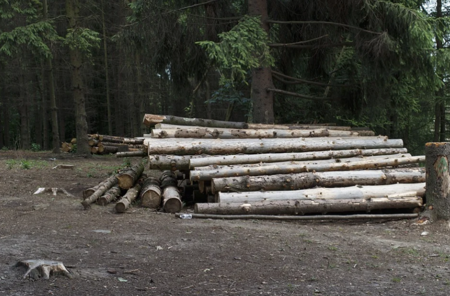 В Кузбассе власти прокомментировали массовый вывоз леса из региона