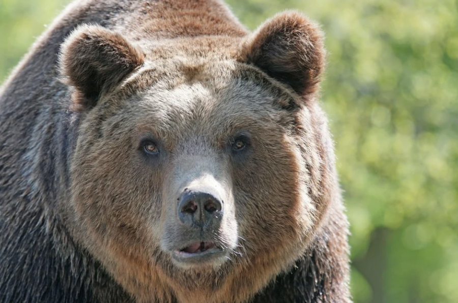 Жители Кедровки и Берёзовского жалуются на бродячих медведей