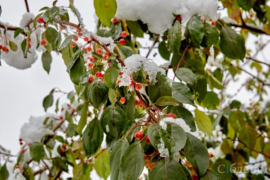 Сентябрьская зима: в Кемерове выпал первый снег