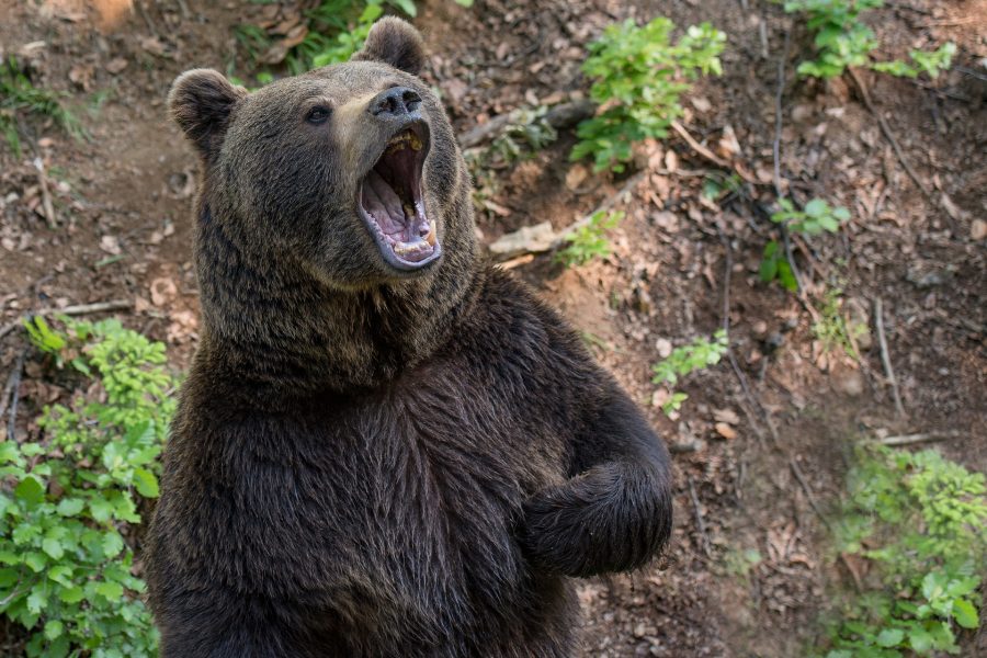 Власти Кузбасса прояснили информацию о ещё одном смертельном нападении медведя на человека