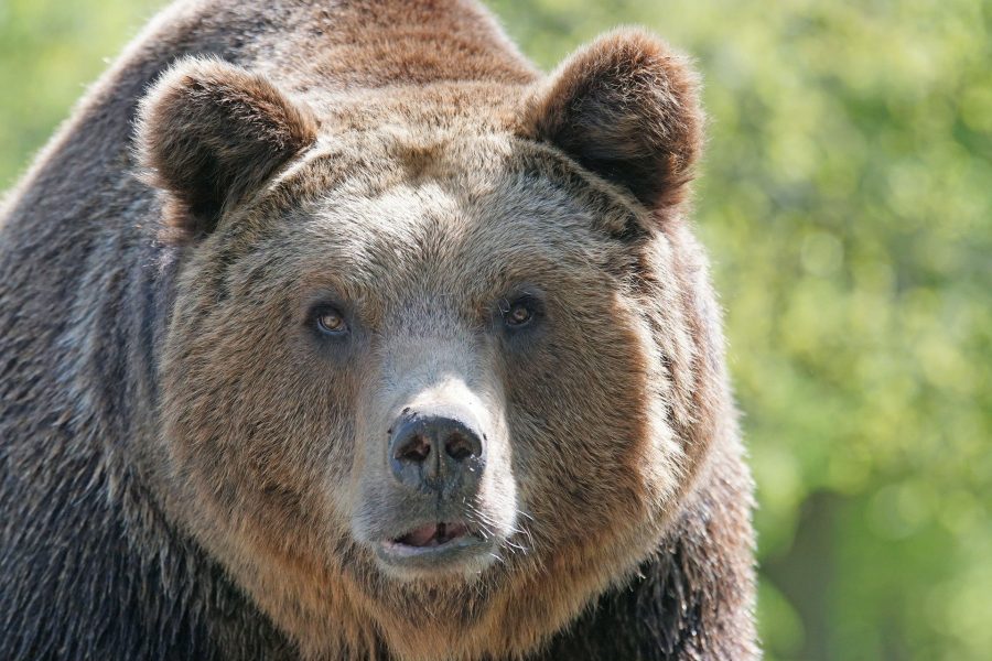Власти Кузбасса прокомментировали смерть растерзанного медведем грибника