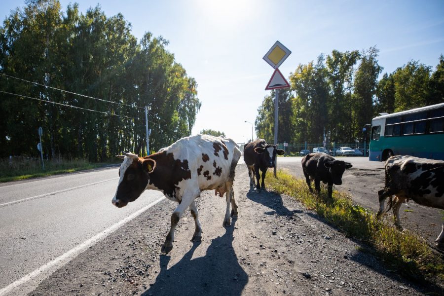 Власти Кузбасса намерены ужесточить наказание для нерадивых скотоводов