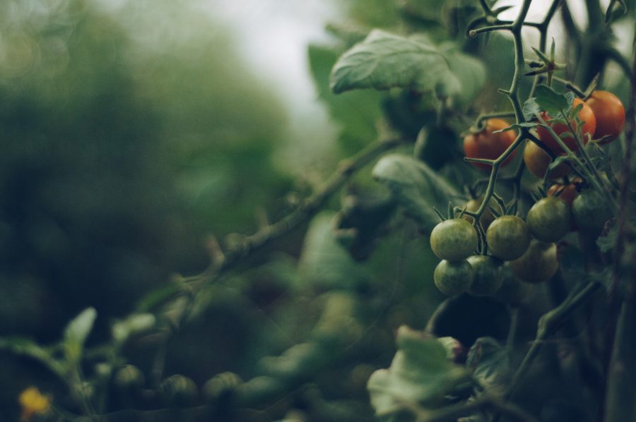 Борьба овощей: в Новокузнецке вырастили помидоры и капусту на клумбе