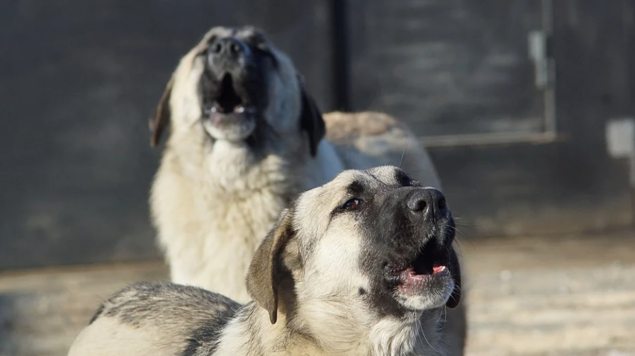 В Кузбассе стая собак разделила людей на два враждующих лагеря