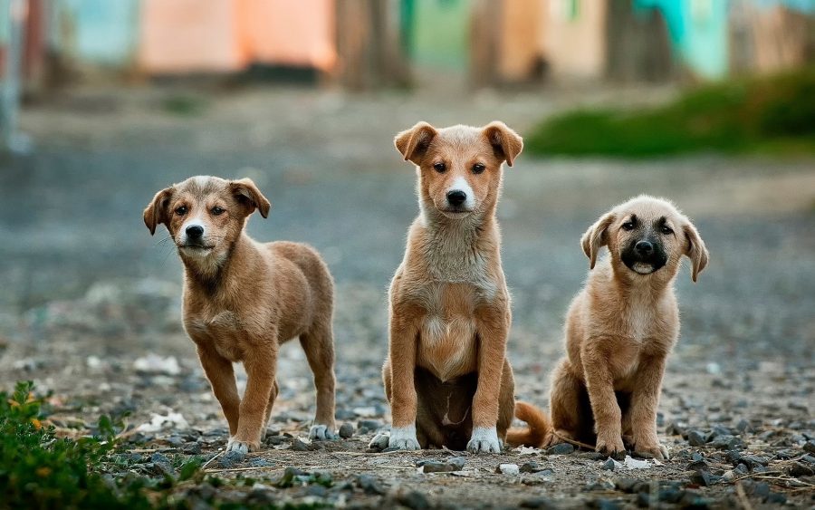 Новокузнецк могут наводнить бездомные собаки