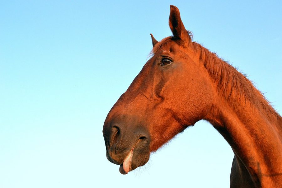 В Кузбассе лошадь притащила искалеченный труп