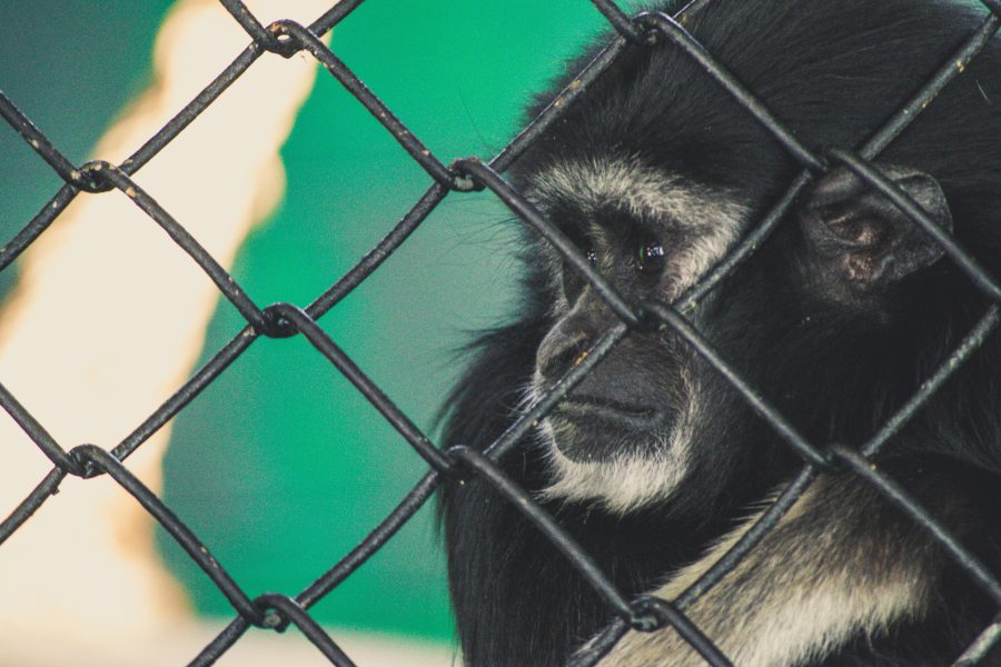 Власти дали допинформацию о передвижном зоопарке в Кемерове