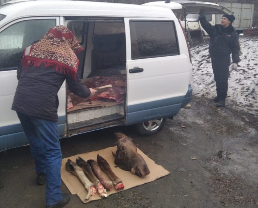 В Кузбассе двое прохожих украли сбитого на дороге лося