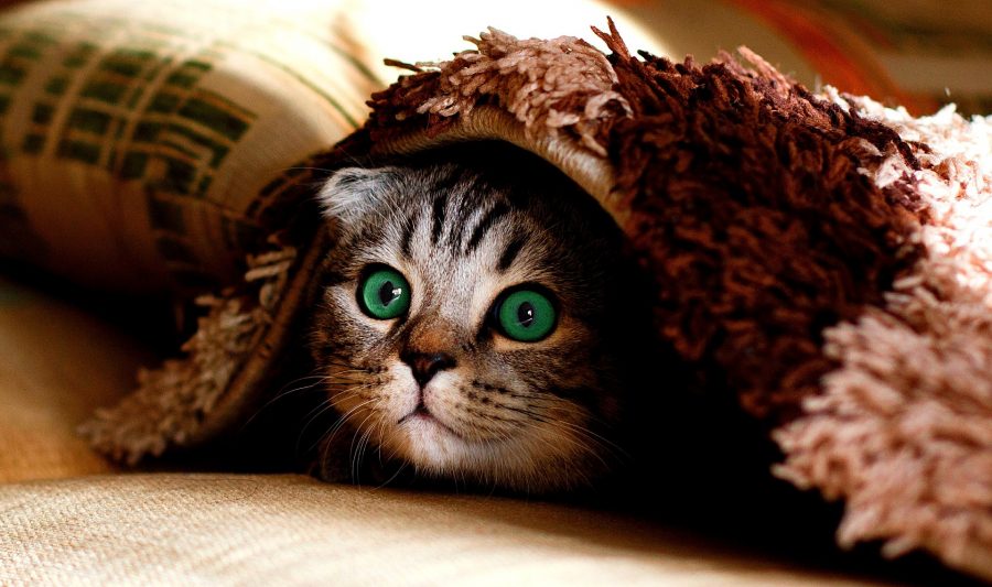 В Кемерове продают британского котенка за 10 млрд рублей