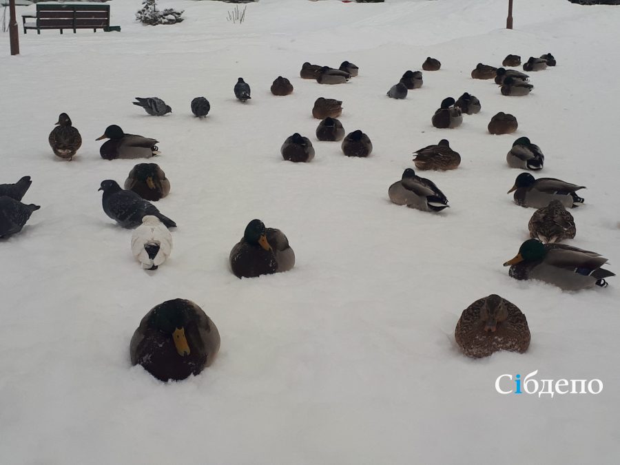 «Спасите уточек»: в Кемерове просят срочно помочь диким птицам