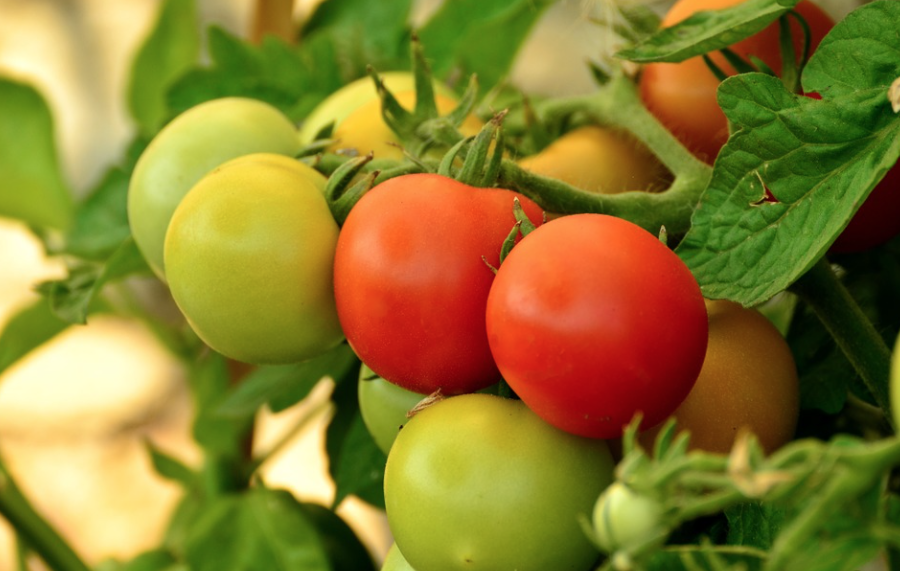 Наш ответ дорогим помидорам: в Кузбассе стали выращивать в три раза больше тепличных овощей