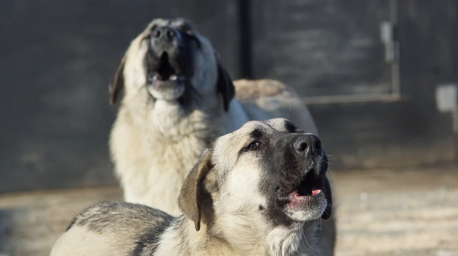 Стаи голодных собак пугают жителей кузбасского города