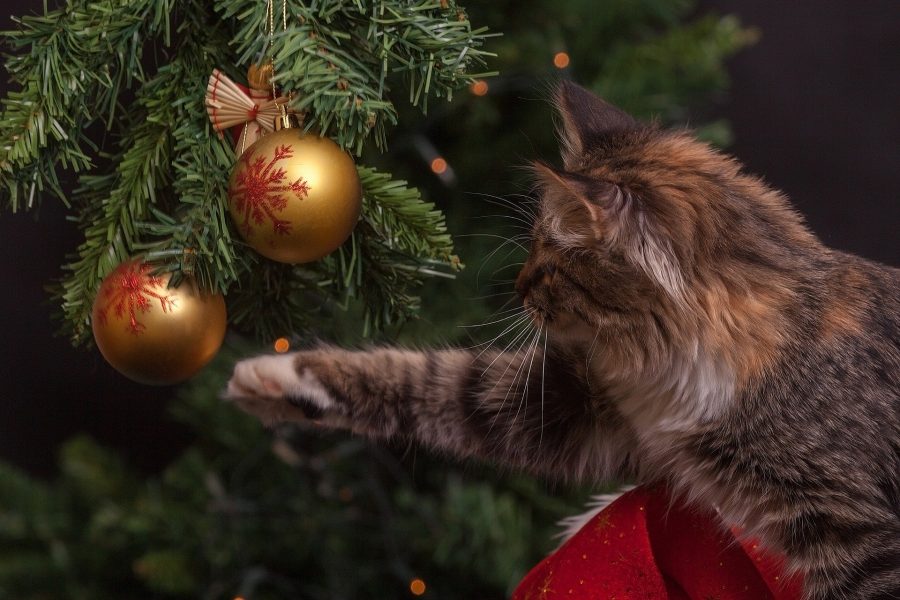 Жителям Кемерова объяснили, что делать с новогодней ёлкой после праздников