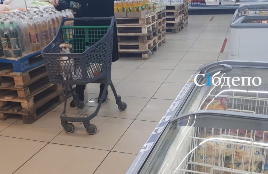 Живой и лохматый «продукт» шокировал посетителей супермаркета в Кемерове