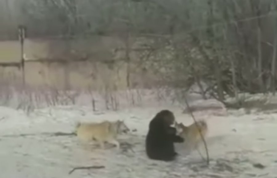 В Новокузнецке медведя посадили на цепь и подвергли адским мукам