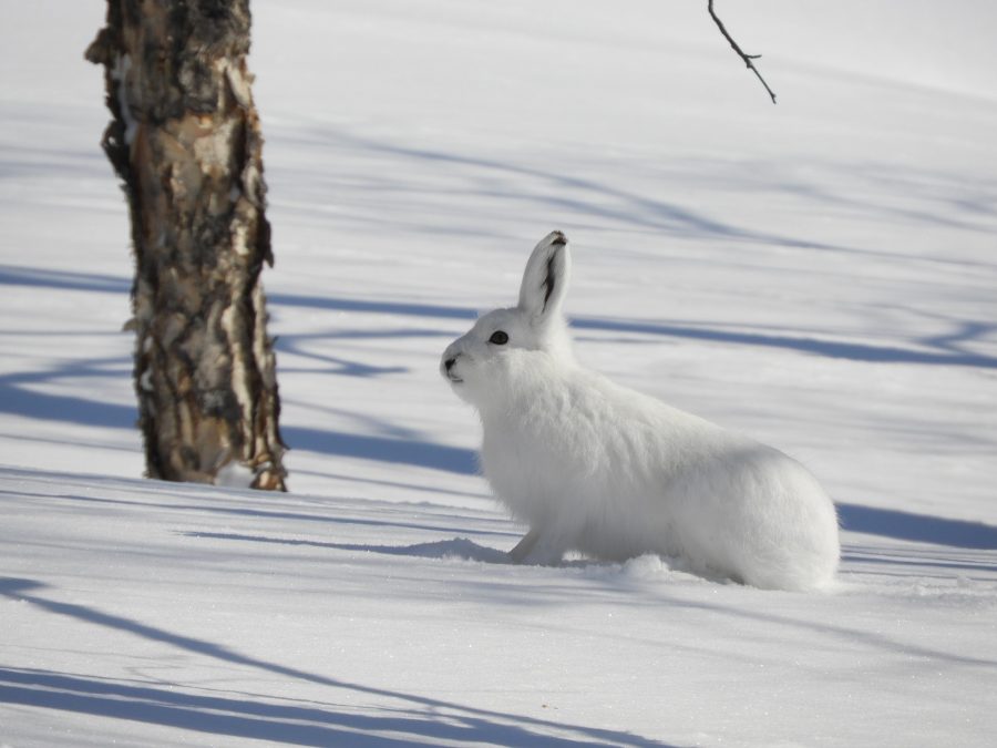 Большого белого зайца заметили в Кемерове