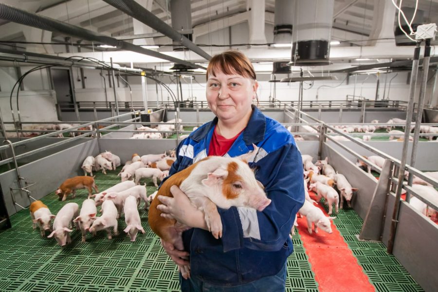 В 2022 году кузбассовцы будут обеспечены свининой