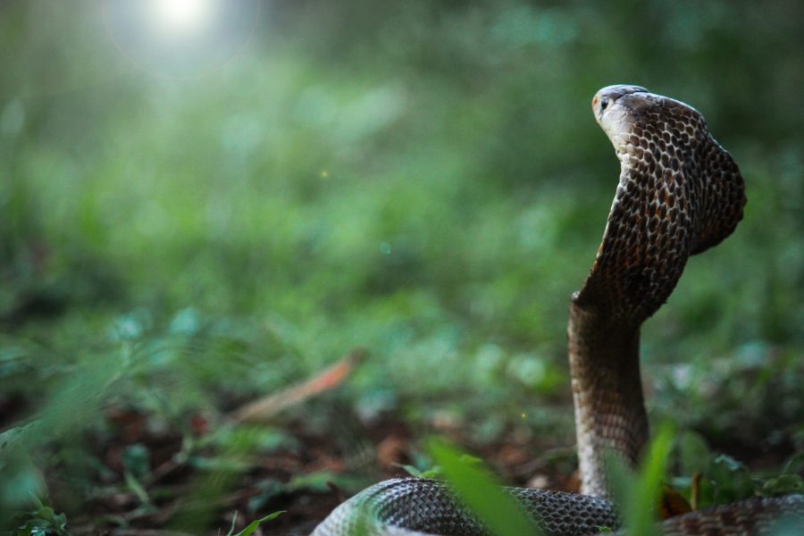 Они проснулись: в Кузбассе жители заметили первую опасную змею