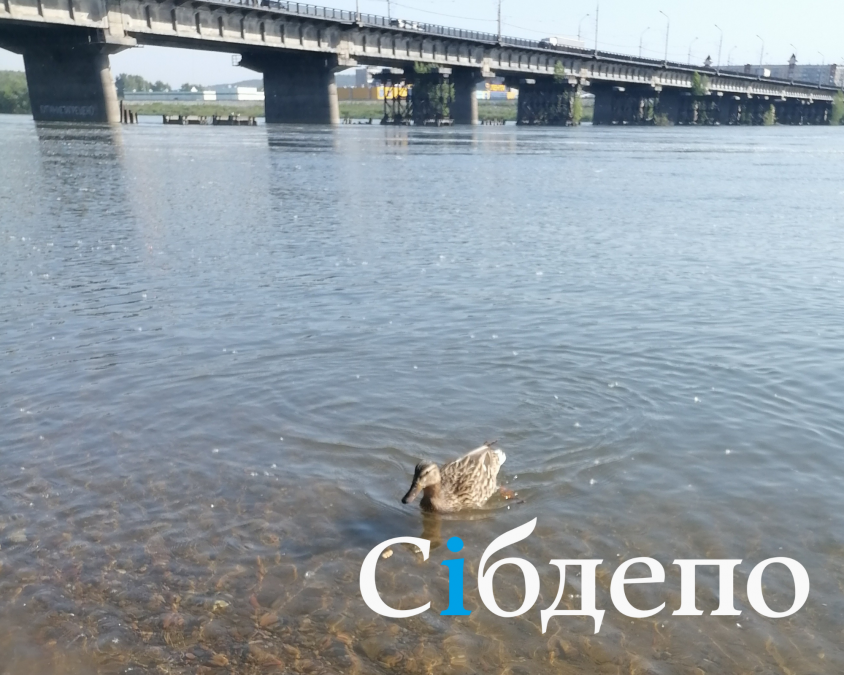 Утки, ондатры, бобры: чем водоём с животными опасен для жителей Кузбасса