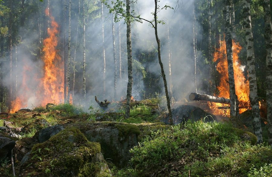 Жителей обвинили в масштабных пожарах по всему Кузбассу
