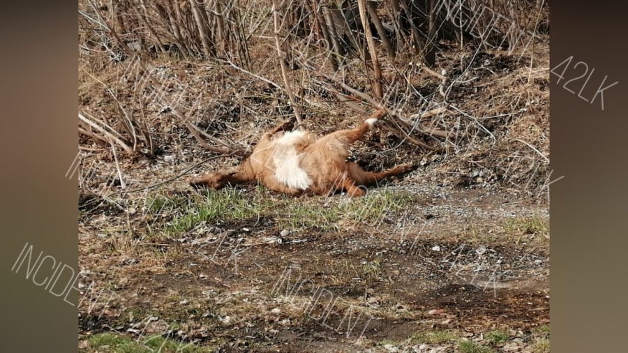 В Кузбассе возле кафе горожанина шокировала мёртвая туша животного