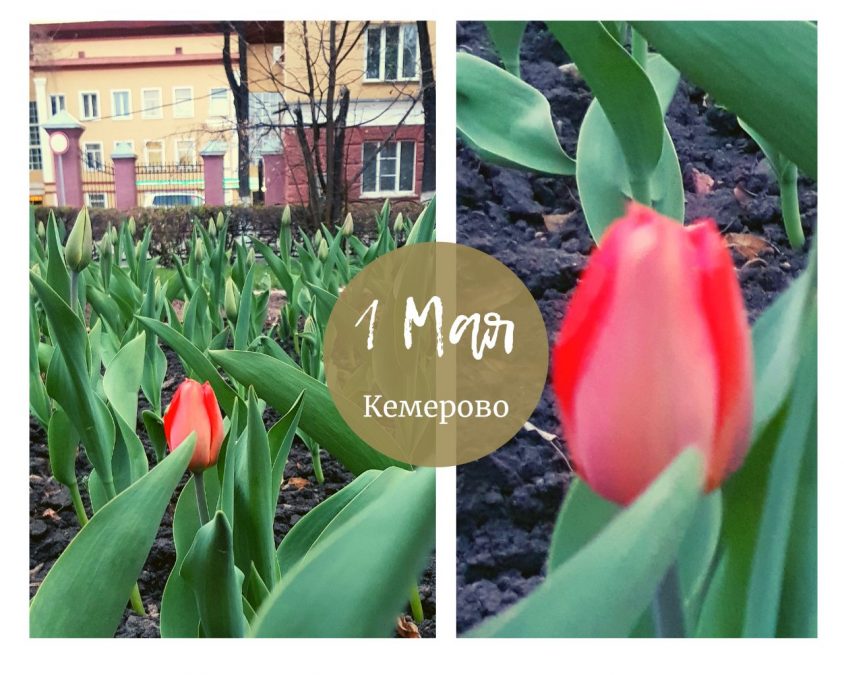 В Кемерове появился первый бутон долгожданного цветка