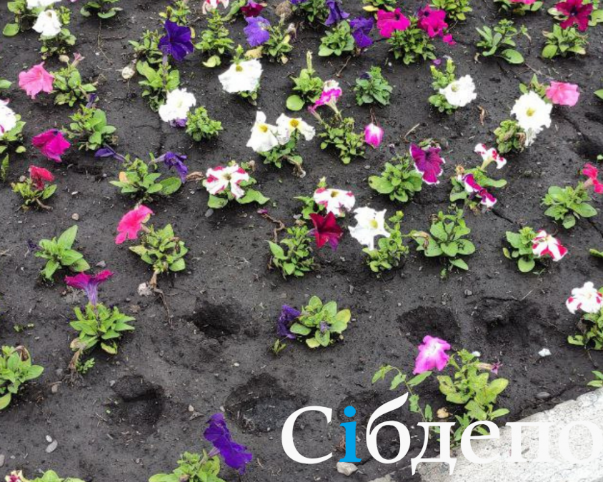 Шокирующие клумбы: в Новокузнецке кто-то делает с цветами ужасные вещи