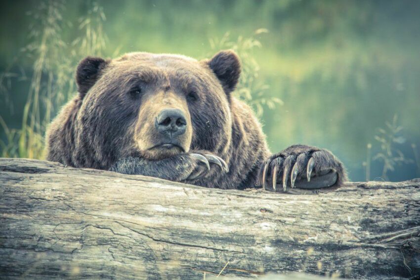 Пьяному медведю, объевшемуся «бешеного мёда», дали проспаться в машине
