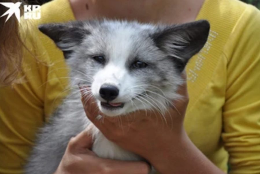 Учёные Новосибирска приручили диких лис, после чего у животных изменились голоса и внешность