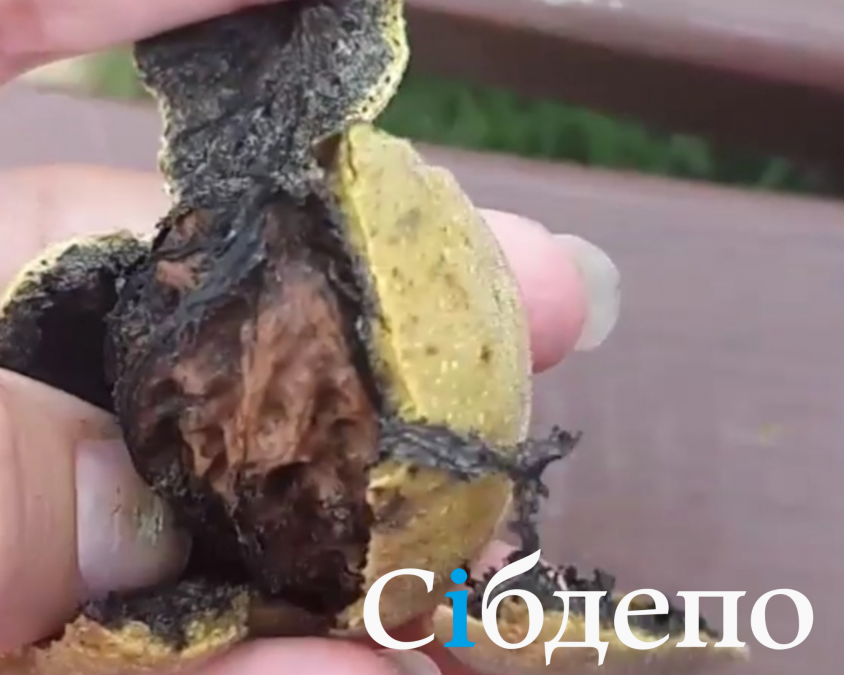 В Кузбассе плоды маньчжурского ореха нашли в диком виде