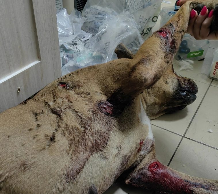 Невероятная жестокость: в Новокузнецке собаку превратили в решето и выбили граблями глаз