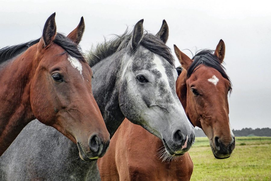 В Кузбассе лошадей поразила опасная болезнь