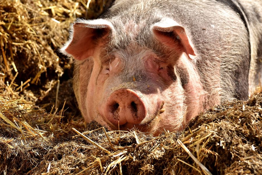 «Поймай свиней»: кузбассовцы пошли на крайние меры из-за грязных подъездов