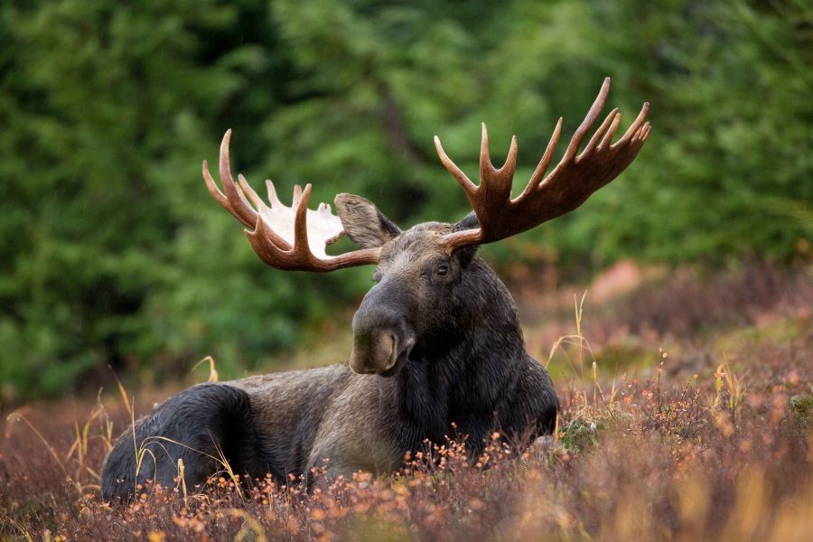 В Кузбассе браконьеры поймали и расчленили лося