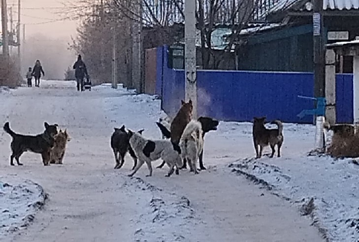 В морозы в Кузбассе активировалась старая и страшная проблема