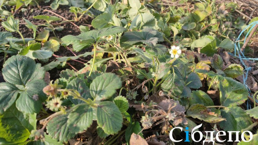 Природа в Кузбассе сошла с ума: в ноябре на грядках зацвела ягода