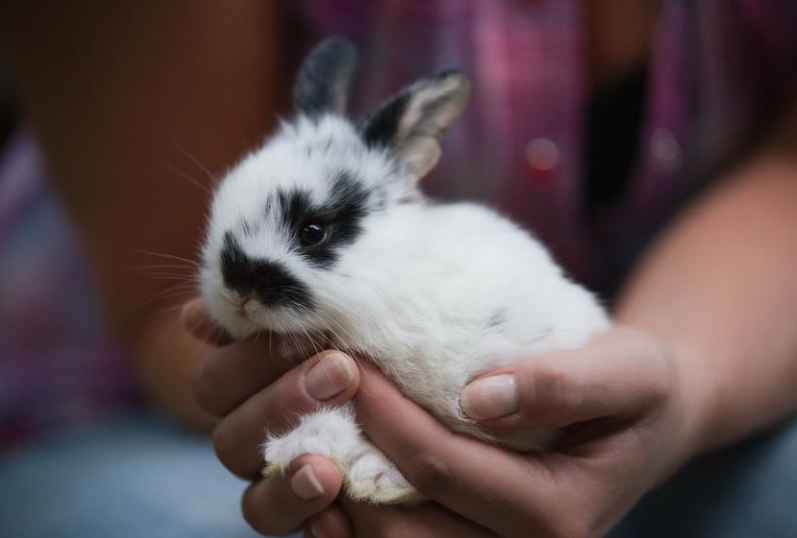 В Сибири директор зоопарка просит людей пожалеть кроликов