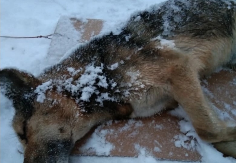 Зоозащитники предупредили о мошенничестве из-за сбитой собаки на дороге Новокузнецка