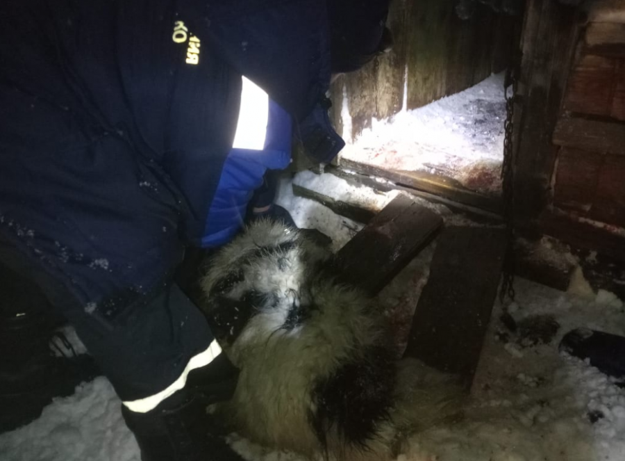 В Кузбассе спасли собаку из отчаянной ситуации