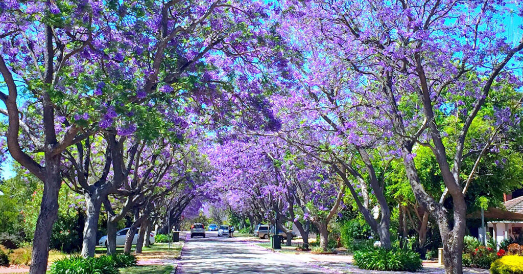 where to see Jacaranda trees in Perth