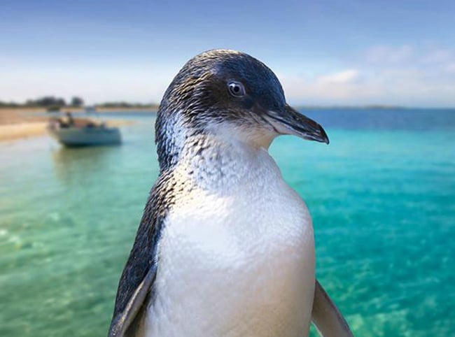 Penguin Island day tour