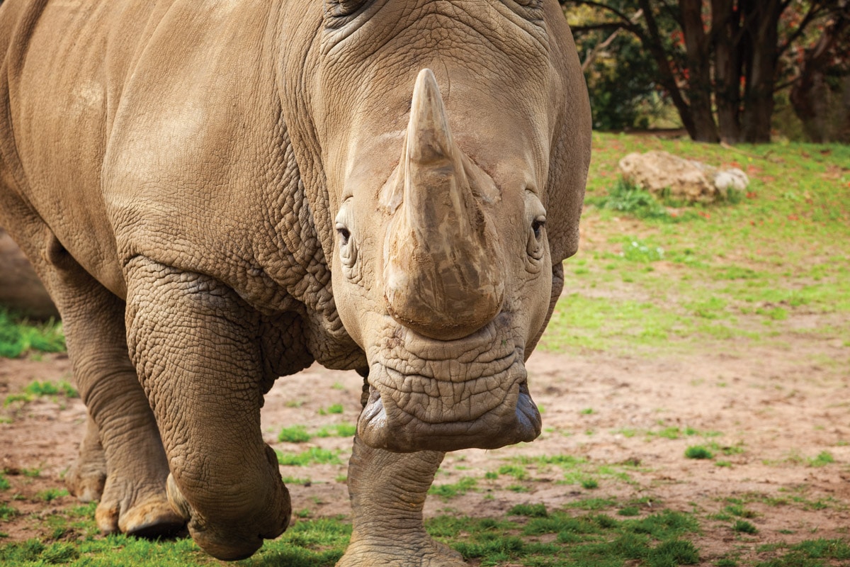 Perth Zoo LIve: Memphis The Rhino