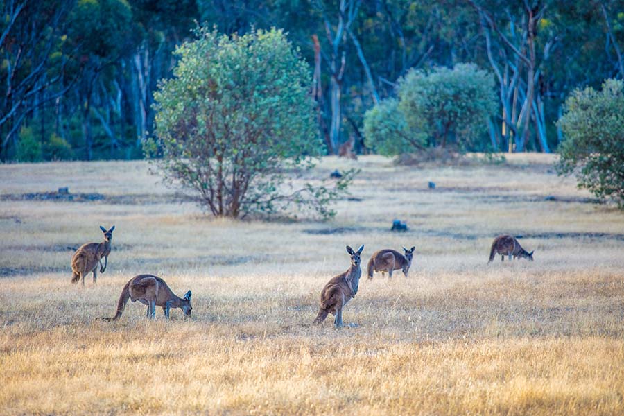 Go Wild With Adventure: 5 Day Wheatbelt Road Trip Itinerary