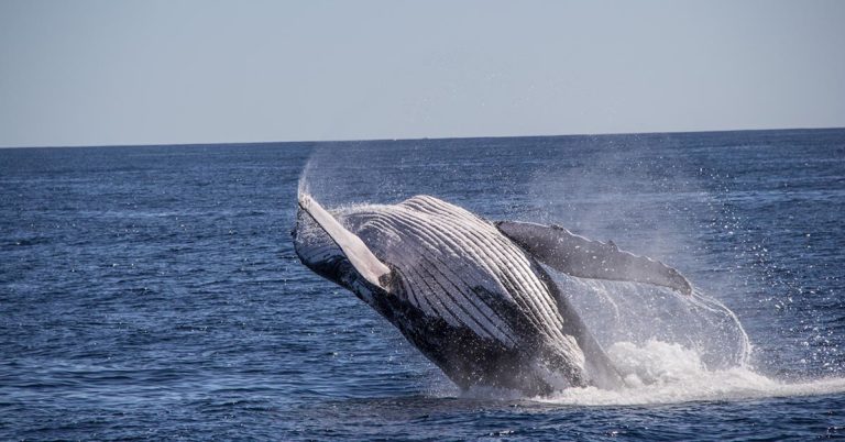 Humpback Whales Fun Facts