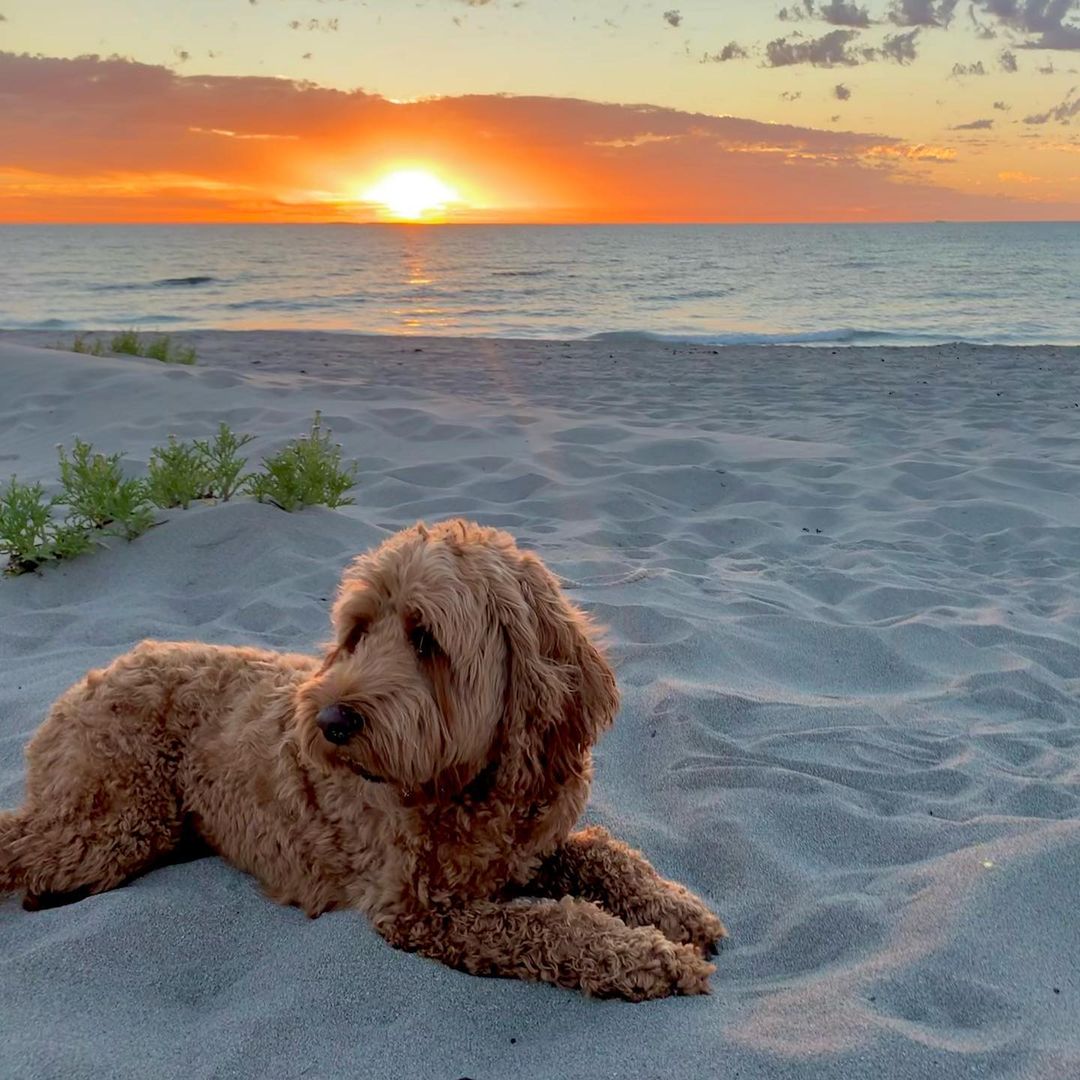 Best dog beaches in Perth