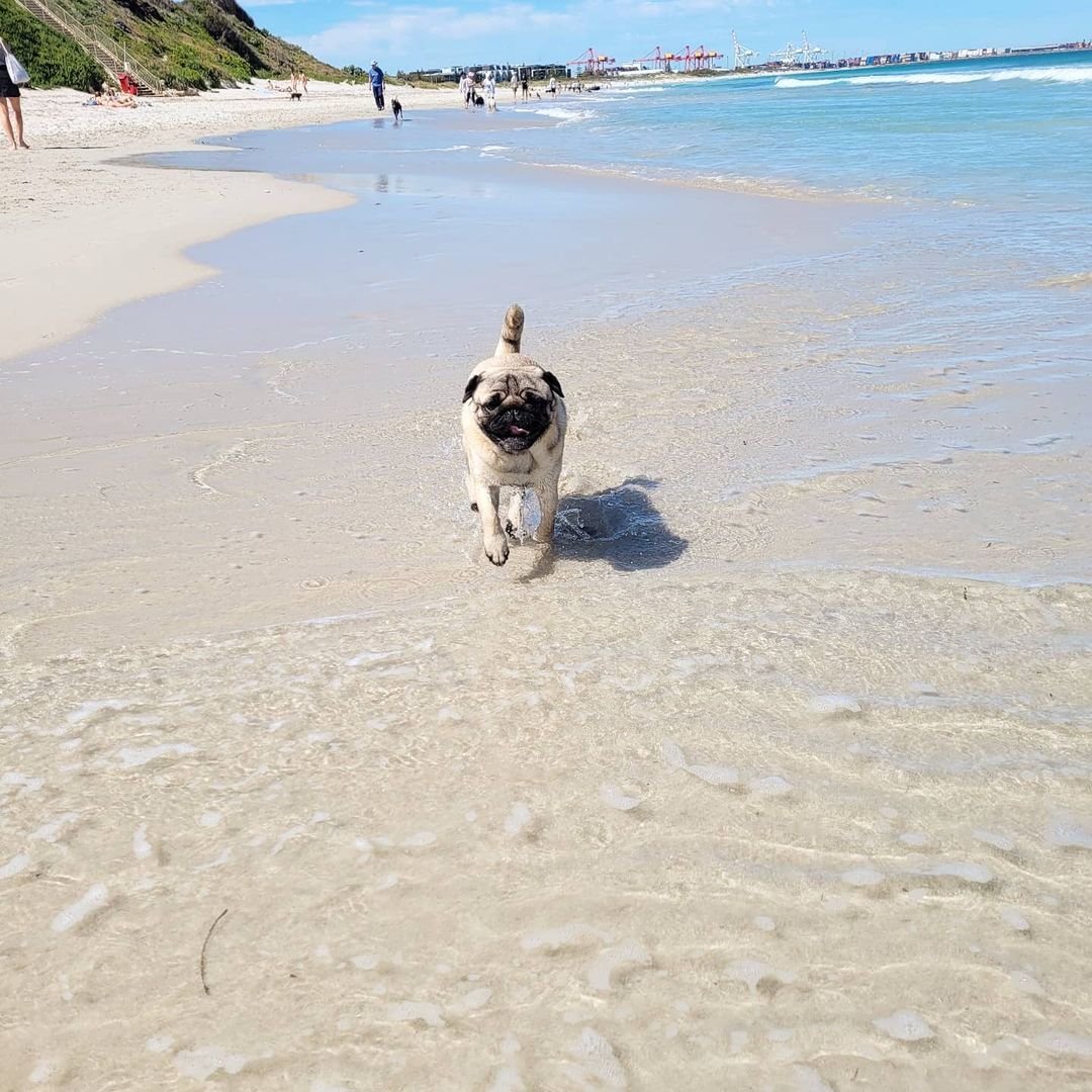 Perth's best dog beaches - Mosman-Leighton Dog Beach