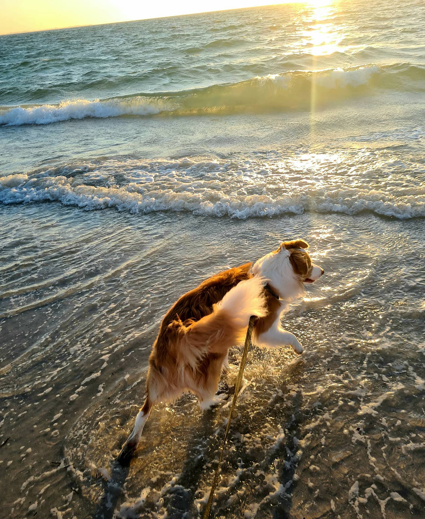 Perth's best dog beaches