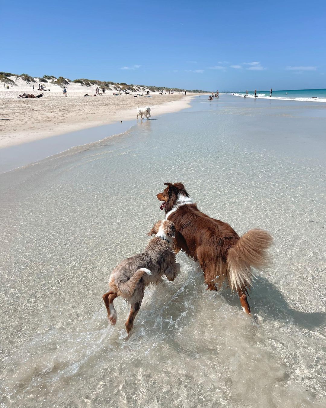 Best dog beaches in Perth - Peasholm Dog Beach